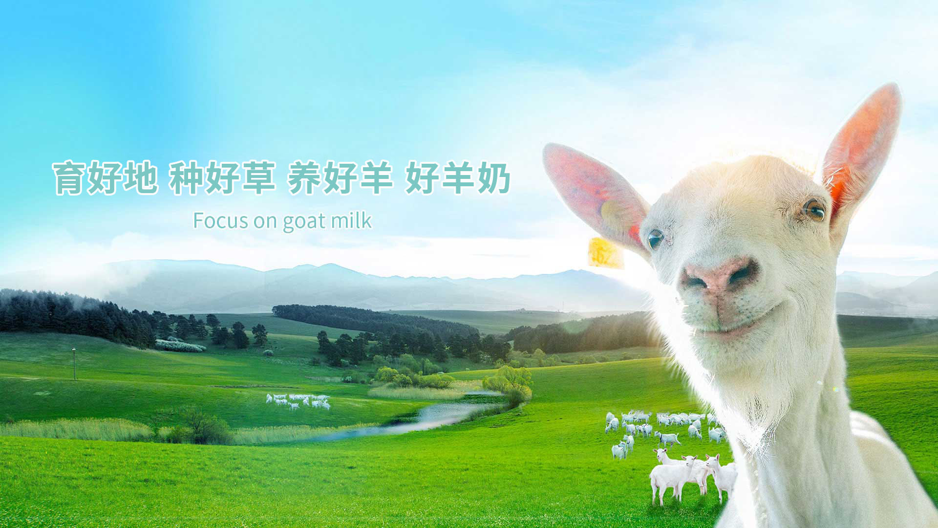 羊